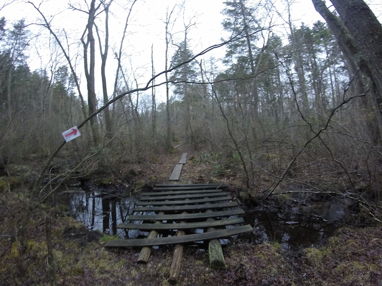 Jersey Devil Arrows